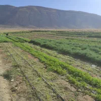 سبزی خورشتی درجه یک