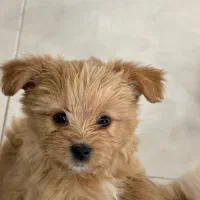 واگذاری سگ نژاددار وارداتی