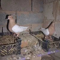 رنگی|پرنده|گنبد کاووس, |دیوار