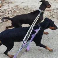 سگ دوبرمن ماده مشکی بلوطی|سگ|شیراز, تپه تلویزیون|دیوار