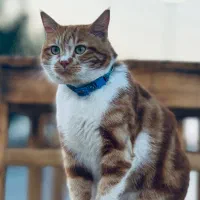 گربه نارنجی سفید دزدیده شده