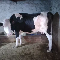 گاوسیمنتال و گوساله نر سیمنتال