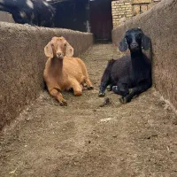 بز اسمر و ترکیبی سانن