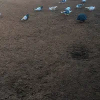 کبوتر|پرنده|گرمخان, |دیوار