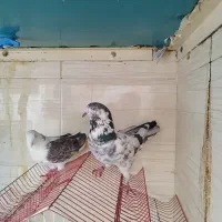 کفتر دهنجور