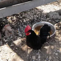 فروش تعداد 3عددمرغ و 3عددخروس سیاه