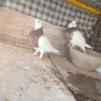 کبوترطوقی مهر  ۳جفت|پرنده|سمنان, |دیوار