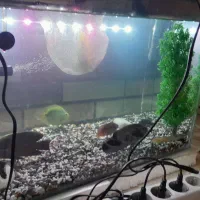 ماهی با اکواریم|ماهی|مشکین‌دشت, |دیوار