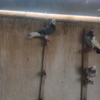 چند عدد کبوتر بلند گرد