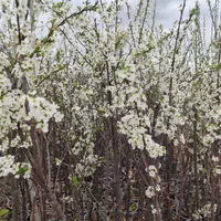 نهال های میوه گلدانی ریشه پر|گل و گیاه طبیعی|صوفیان, |دیوار