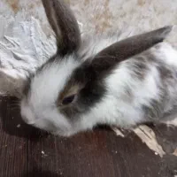 خرگوش میکس چشم اشکی|موش و خرگوش|گرگان, |دیوار