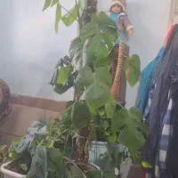 گل.پتوس.انجیری.|گل و گیاه طبیعی|کرمان, |دیوار