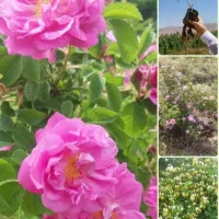 نهال گلدانی گل محمدی