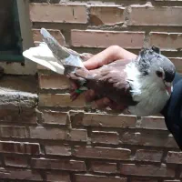 کفتر شیرازی|پرنده|اهواز, سلطانمنش|دیوار