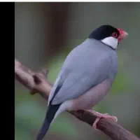 فنچ جاوا درجه یک مولد همراه جوجه
