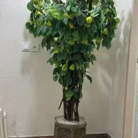 گلدان گلابی