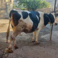 گاو ابستن سنگین)(گوساله)|حیوانات مزرعه|کرمانشاه, |دیوار