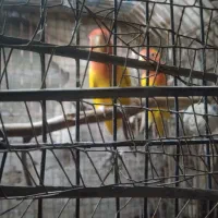 کوتوله.زرد.مولد.