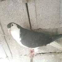 ساده سیاه|پرنده|بجنورد, |دیوار