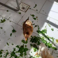 جوجه رسمی ۳ عدد