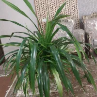 گل خارجی