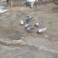 کبوترپلاکی عالی جوان