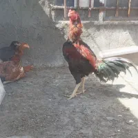 خروس لاری افغانی اصیل