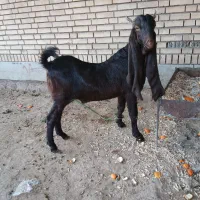 بز و نربز گلابی و کاموری