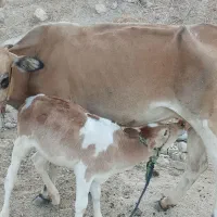 گاو با گوساله ماده