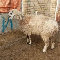 یکراسمیشاولشکمکشتاری|حیوانات مزرعه|بجنورد, |دیوار