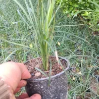 چمن یال اسبی|گل و گیاه طبیعی|بابل, |دیوار