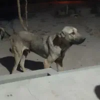 فروشی ومعاغزه باگوسفند