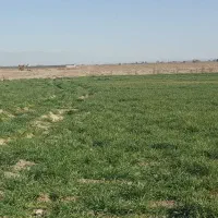 استخدام نیروی کار مزرعه