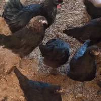 جوجه مرغ محلی 3 ماهه|حیوانات مزرعه|نهبندان, |دیوار