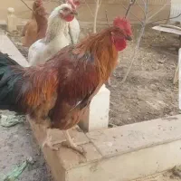 خروس محلی زیبا