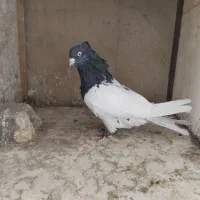 ماده بهئونی کله طوقی|پرنده|شیراز, شهرک صنعتی شیراز|دیوار