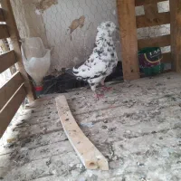 کبوتر سوسکی