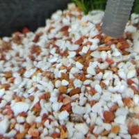 سنگ آکواریومی