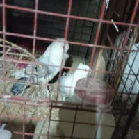 کبوتر ساتن بلژیکی آبی و هملت سیاه