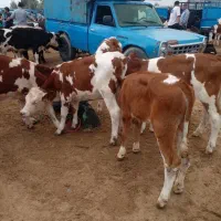 آماده استارت پروار|حیوانات مزرعه|بجنورد, |دیوار