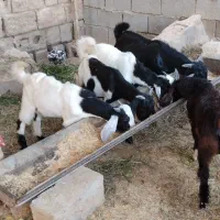 بز پنج تانر گاوگوسفندبره بیگ گوساله