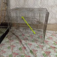 2جفت عروس هلندی|پرنده|کرج, عظیمیه|دیوار