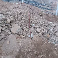 نهال گیلاس سیاه