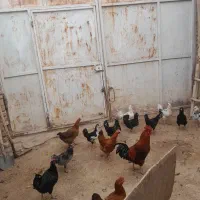 سلام دوستان مرع های گلین خوشگل