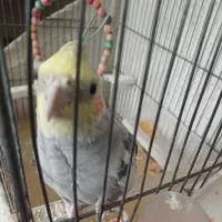 عروس هلندی سخنگو