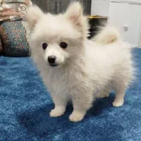 توله پامر نر بازیگوش و آماده آموزش