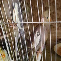 عروس هلندی|پرنده|مشهد, امیرآباد|دیوار