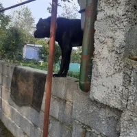 سگ کن کورسو ماده ۱۰ ماهه دورگ|سگ|سنگر, |دیوار