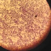 یک ماه مشاوره رایگان هدیه تجربی ها