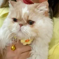 گربه پرشین نر|گربه|گلستان (تهران), |دیوار